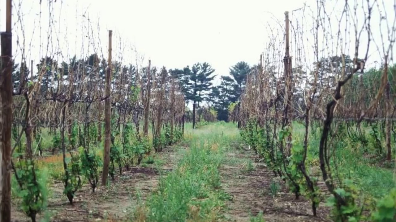 Principles of Grapevine Training - Grape Video #6