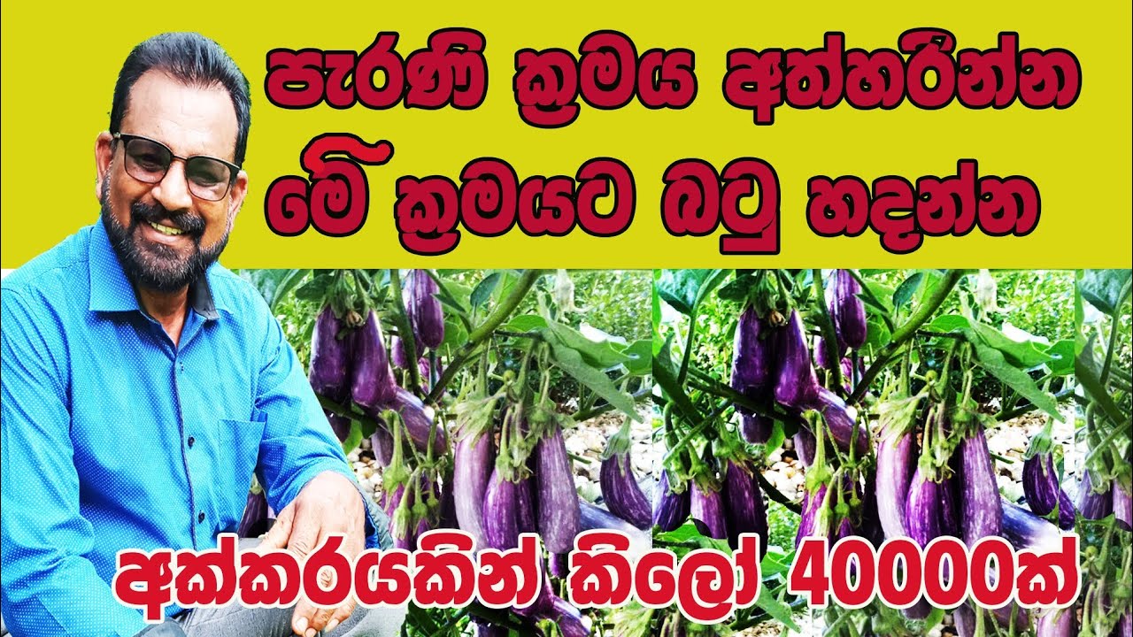 අක්කරයකින් කි⁣ලෝ 40000ක් / @AgriView61