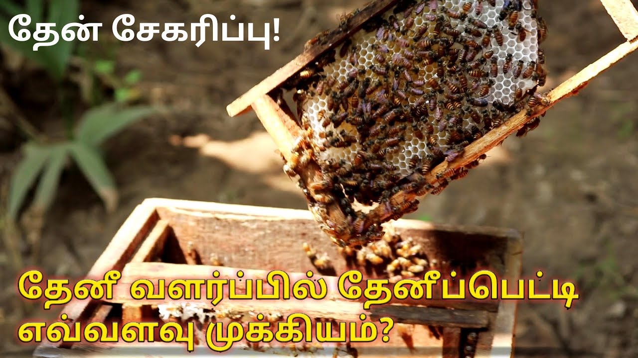 தேனீ சேகரிப்பு ! தேனீ பெட்டியின் முக்கியத்துவம் !