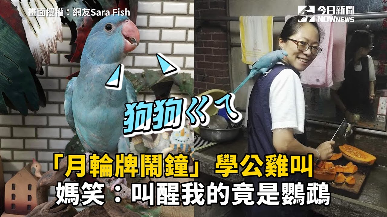 「月輪牌鬧鐘」學公雞叫　媽笑：叫醒我的竟是鸚鵡