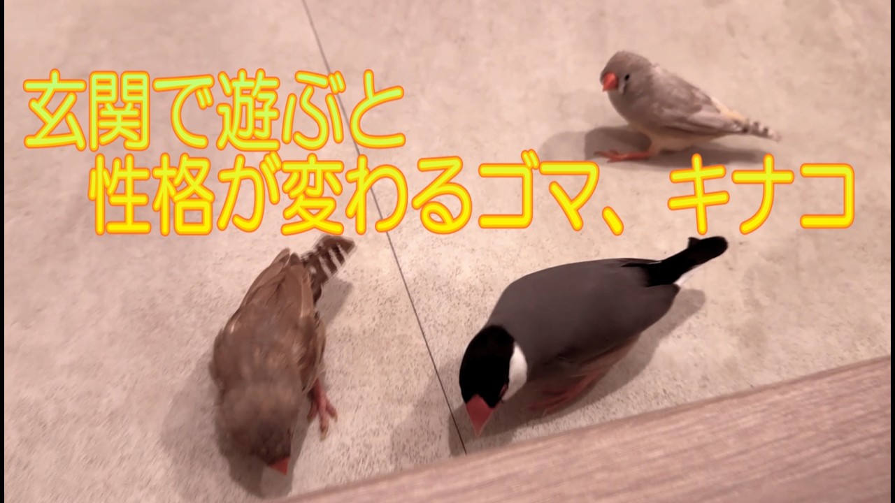 2026.2.23性格が変わるキンカチョウ姉妹 The zebra finch sisters' personalities change when they're at the front door