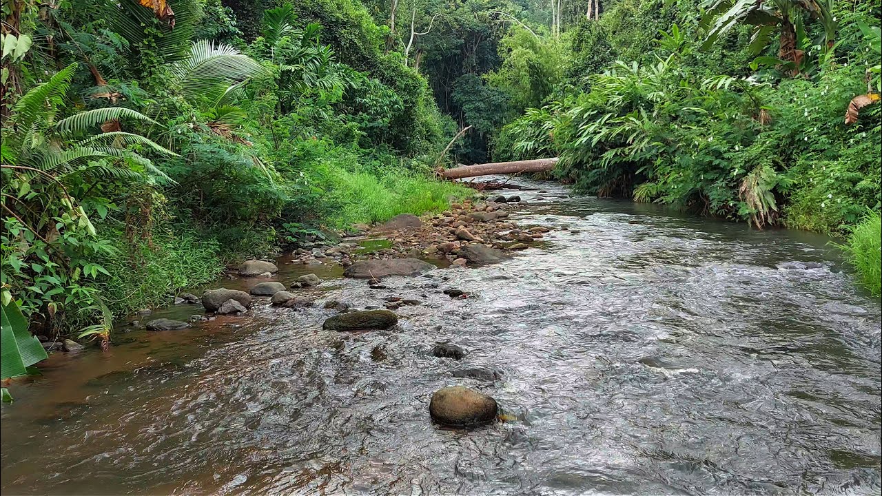 Relax & Unwind Naturally with Gentle River Sounds Flowing Through a Lush Tropical Forest