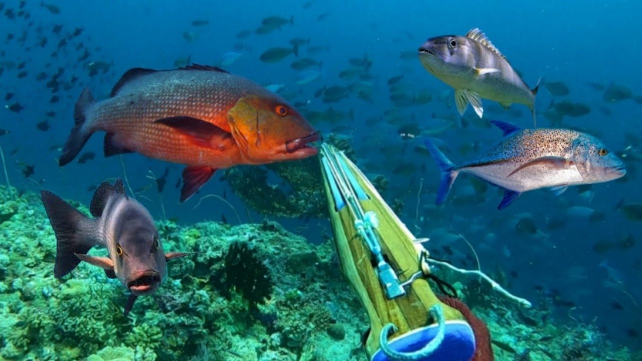 BERBURU IKAN KAKAP MERAH BESAR YANG SANGAT JINAK 