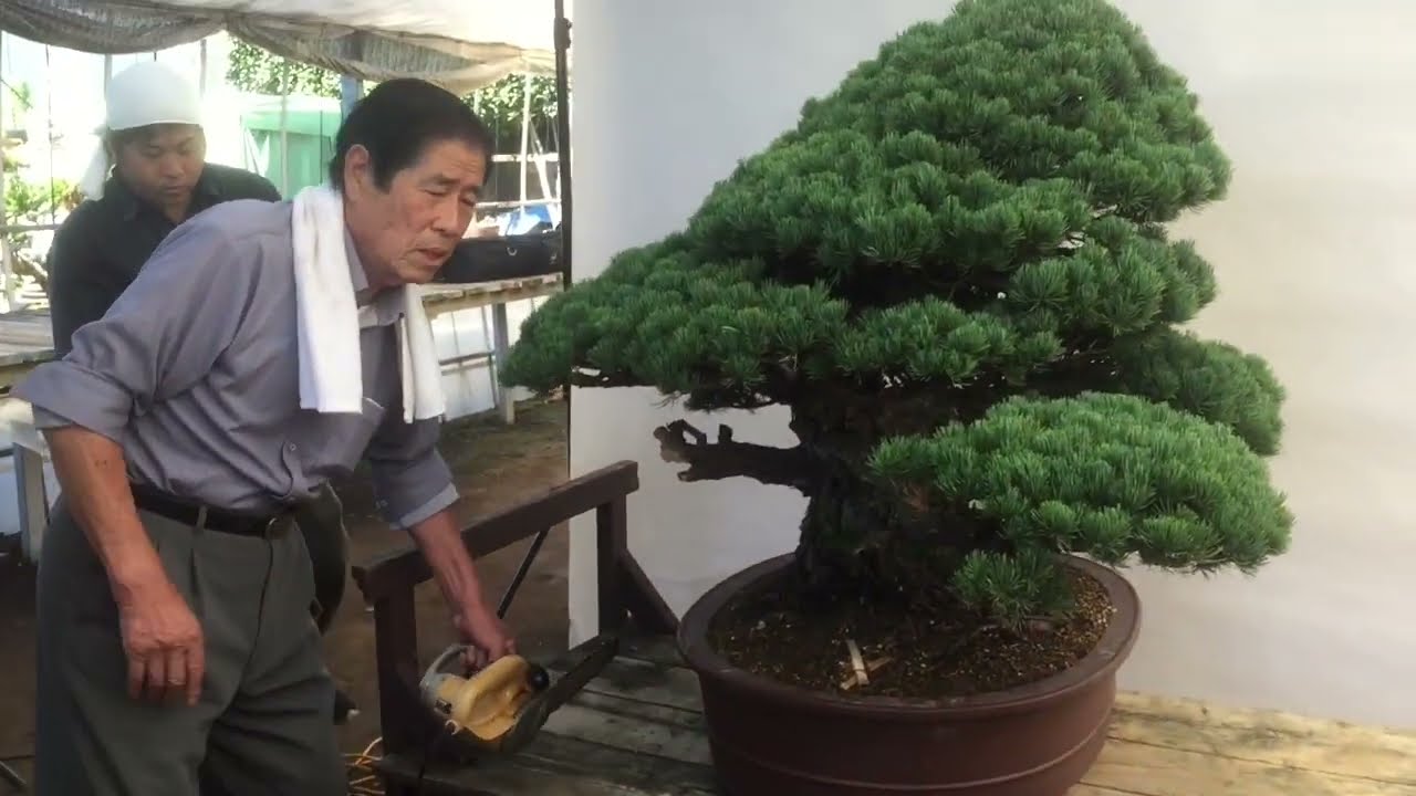 ［盆栽の巨匠 木村正彦 ］宮島五葉松 重要な最下枝をチェンソーで惜しげもなく切り落とす！ 近代盆栽2022年５月号より