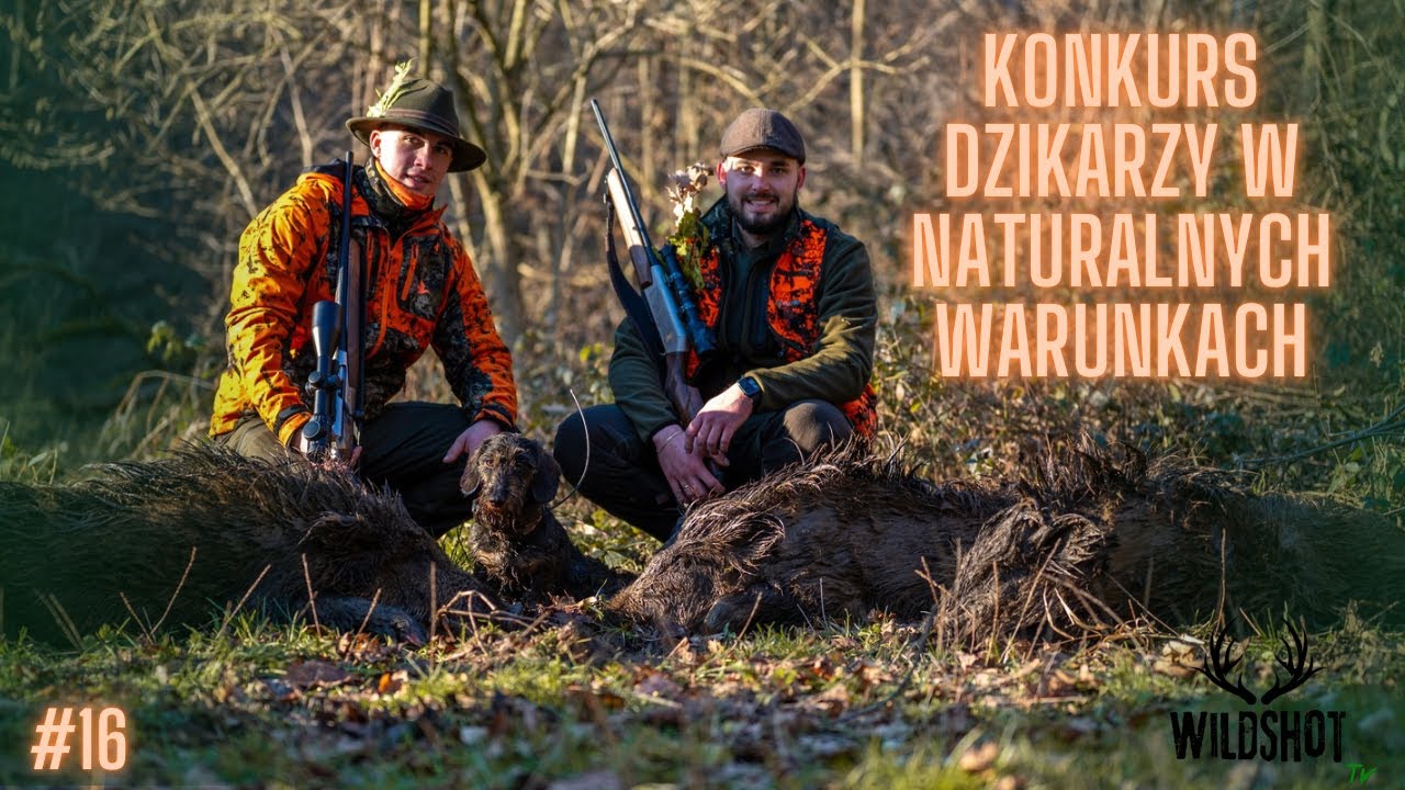 #16 Ostatnia Zbiorówka / Drivenhunt on wildboar in Poland