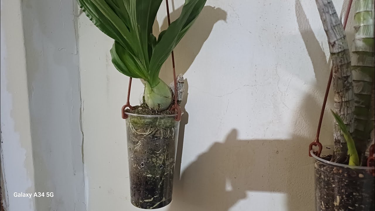 Meu sistema de cultivo de catasetineas.