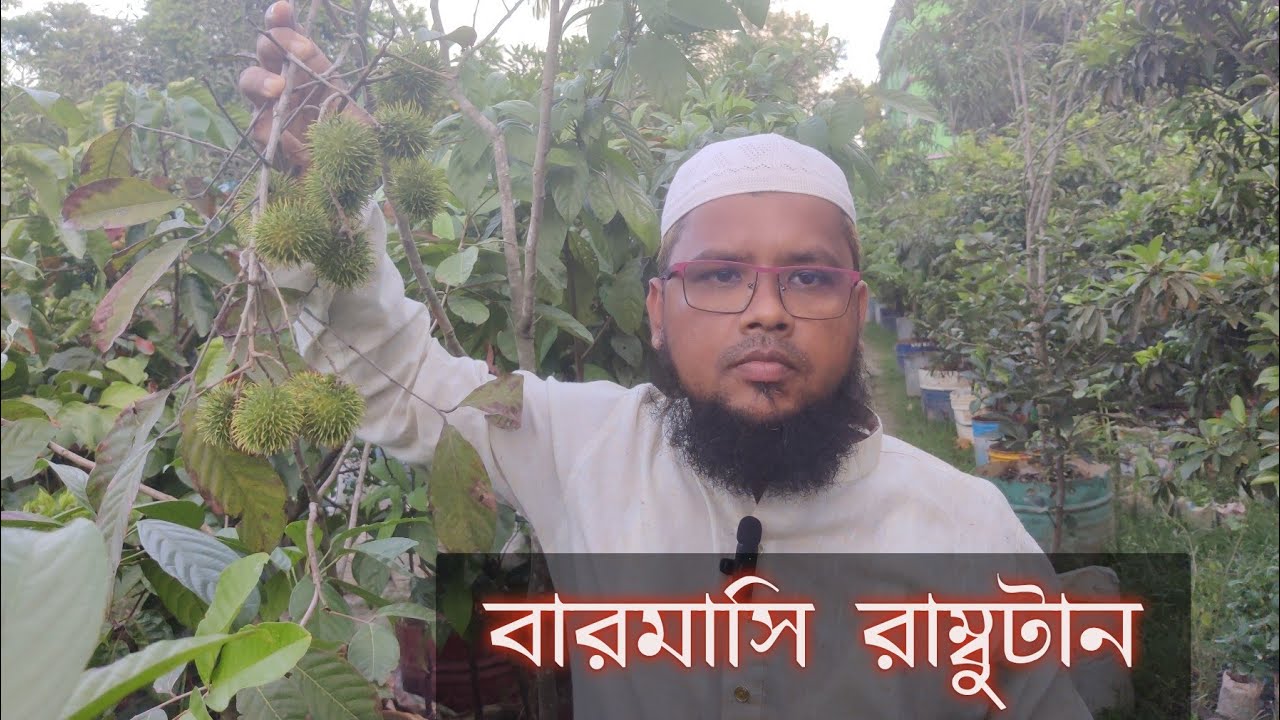 মালয়েশিয়ান বারোমাসি রামবুটান এখন বাংলাদেশে হচ্ছে।