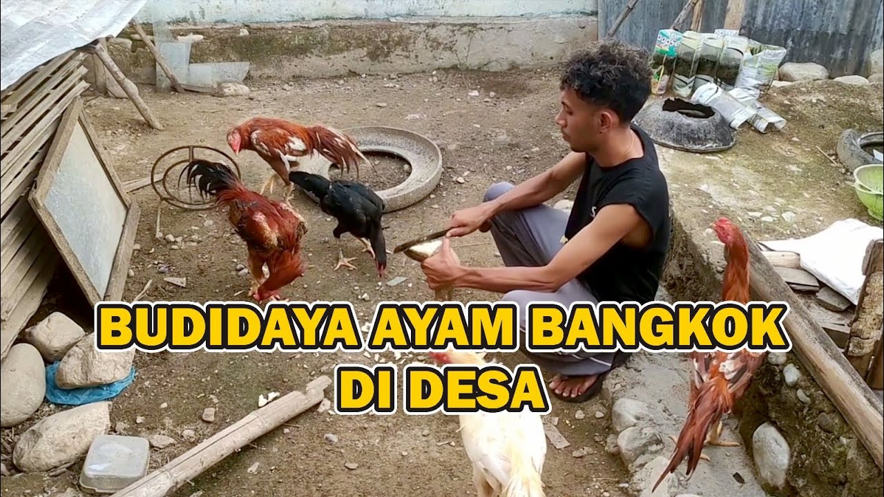 BUDIDAYA AYAM BANGKOK DI DESA