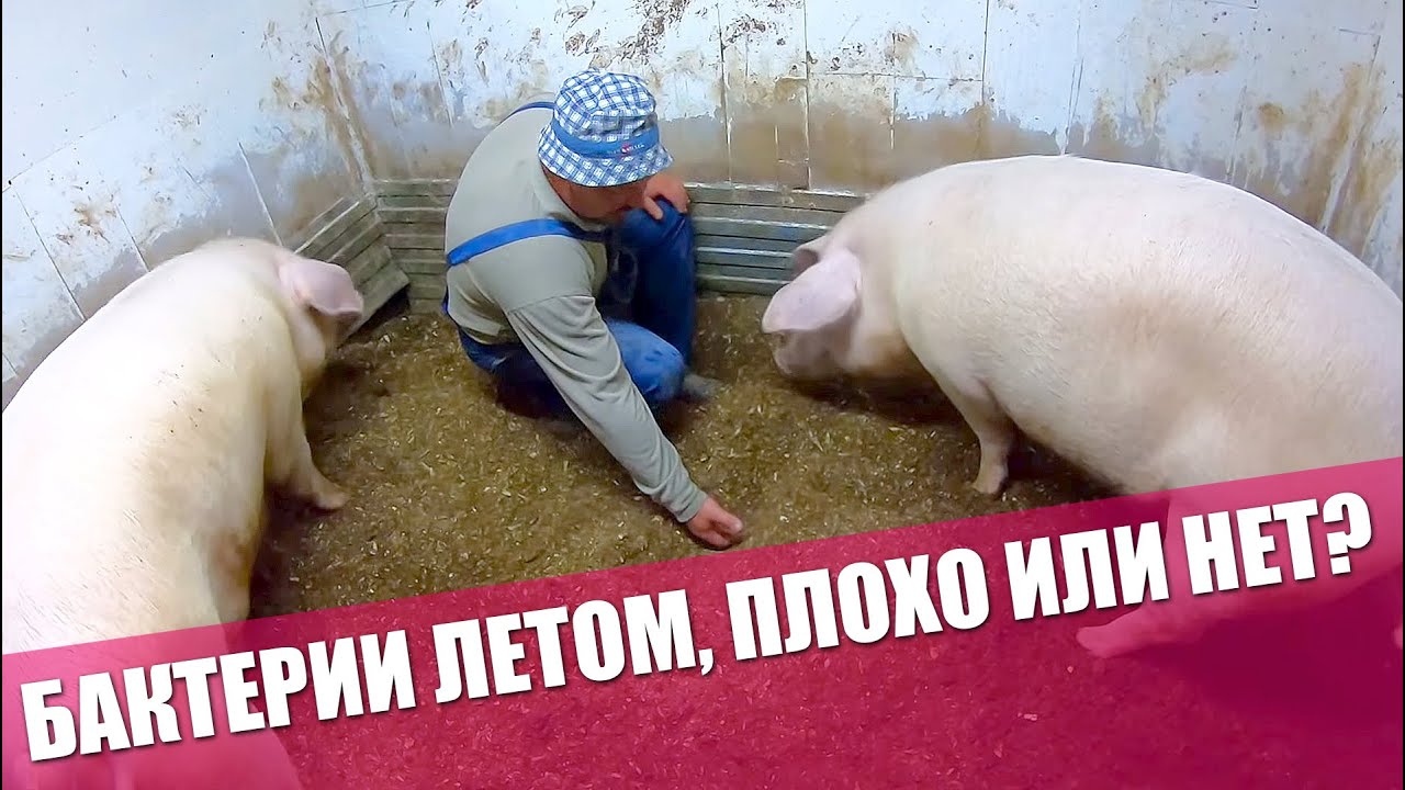 ЧТО Стало Со Свиньями в ЖАРУ | КАК РАБОТАЮТ БАКТЕРИИ ЛЕТОМ | Что долго молит зернодробилка ТОР