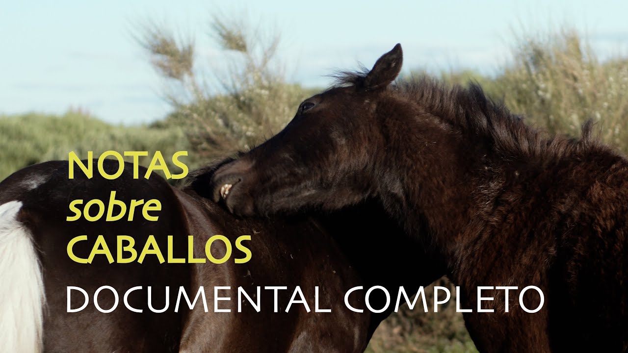 Notas sobre Caballos | Documental completo