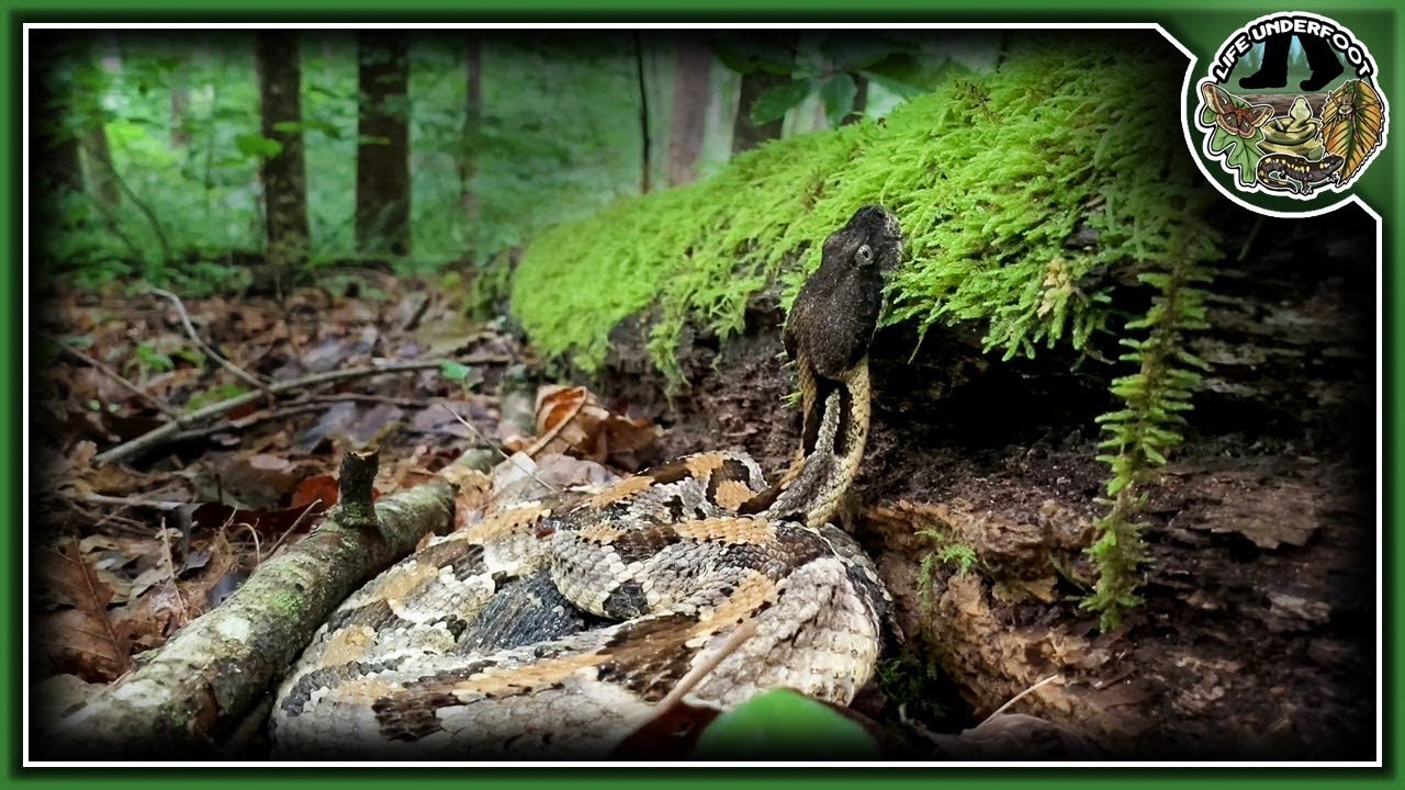 How do Timber Rattlesnakes Hunt?