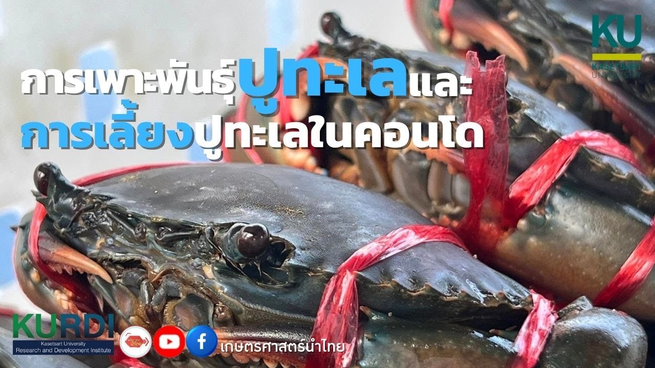 การเพาะพันธุ์ปูทะเลและการเลี้ยงปูทะเลในคอนโด