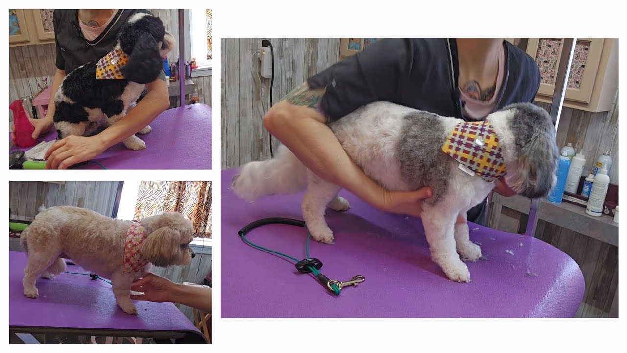 Does tear stain shampoo for dogs really work? Cavachon's x 3.