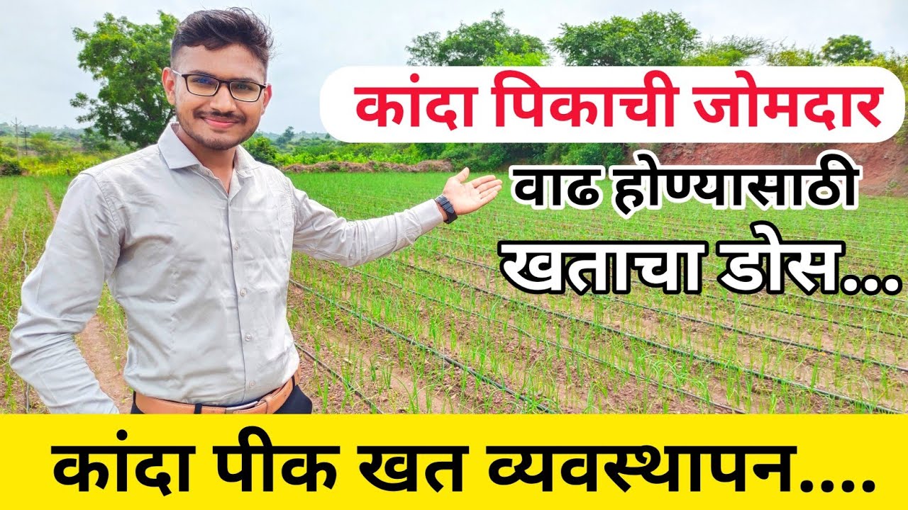 कांदा पिकाच्या जोमदार वाढीसाठी वापरा ही खते / kanda khat niyogen / कांदा खत व्यवस्थापन