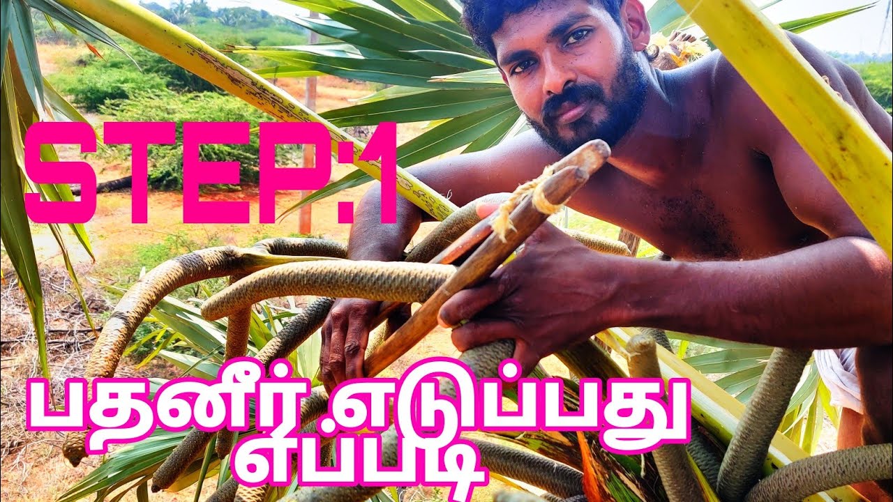 STEP:1|palm juice taking method| natural alcohol| cooking channel |how to make palm juice|