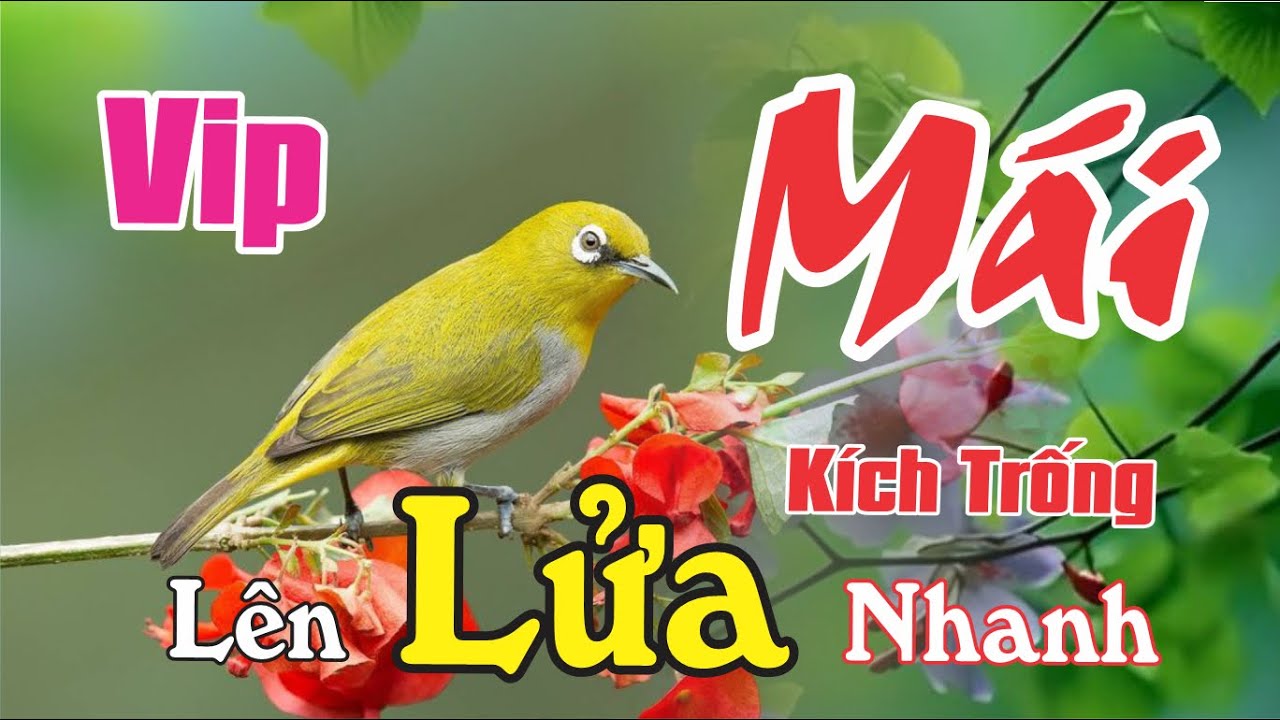 Khuy&ecirc;n M&aacute;i K&iacute;ch Trống Nhanh Căng Lửa, L&iacute;u Đấu Cực Hay