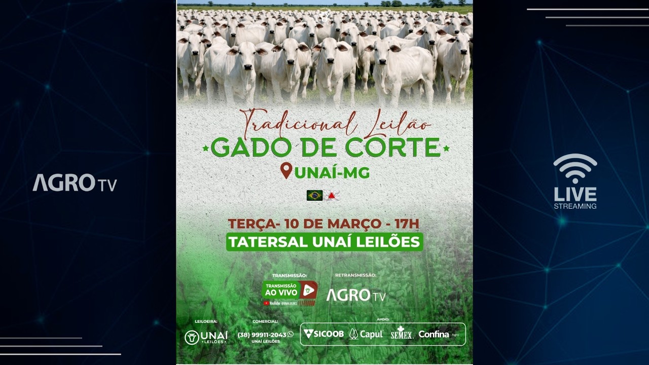 TRADICIONAL LEILÃO DE GADO DE CORTE DA UNAÍ LEILÕES EM UNAÍ - MG - 03/03/2026