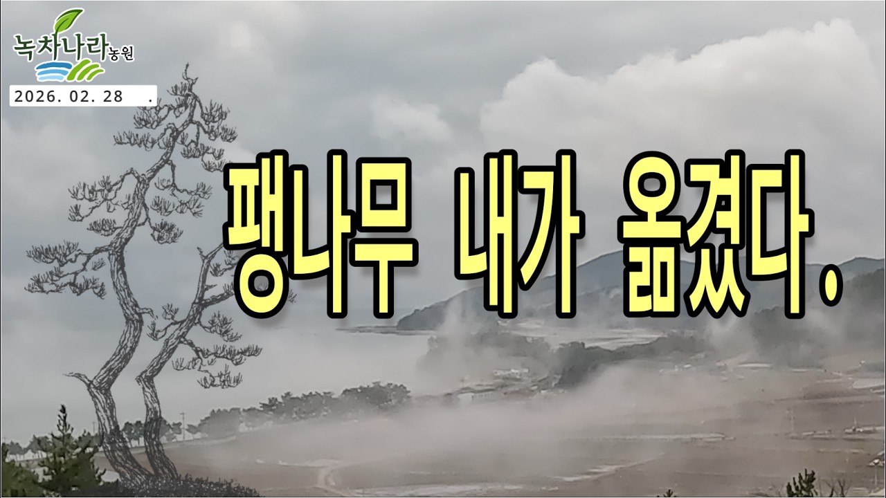 이 팽나무 내가 옮겼다. #녹차나라