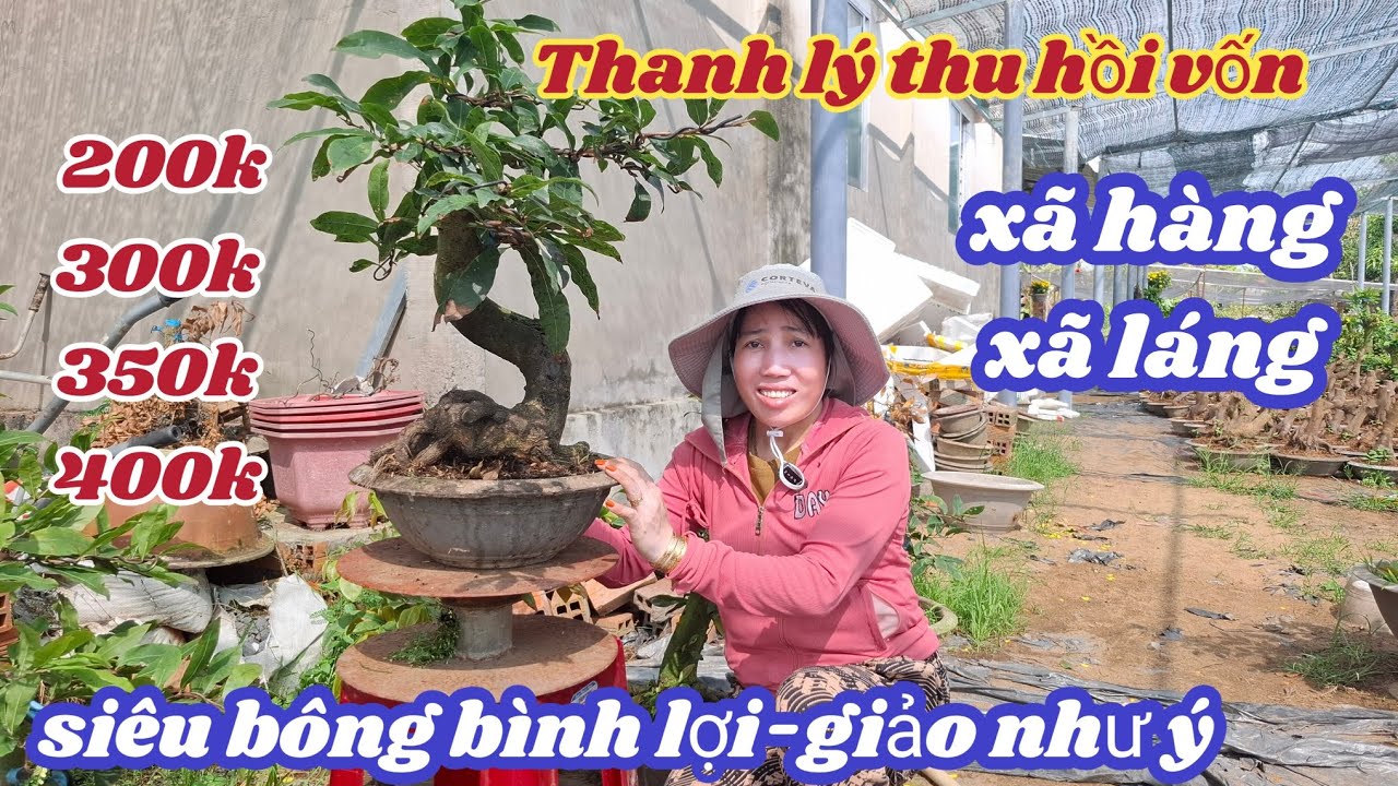 26/02/2026☎️0985815710💥Mai vàng mai giống, siêu bông bình lợi, giảo như ý 200k-250k 300k 