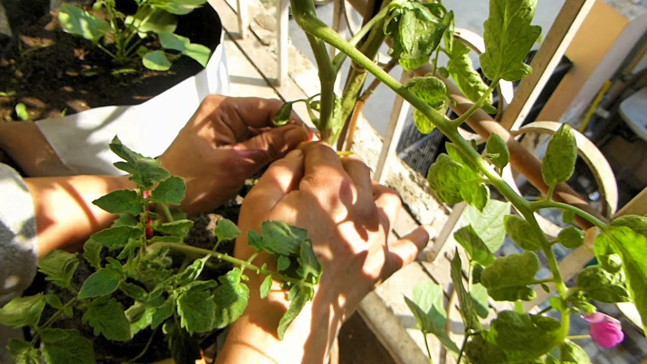 जब प्लांट की तहनी टूट जाए तो क्या करे? What to do when the branch of the plant breaks?