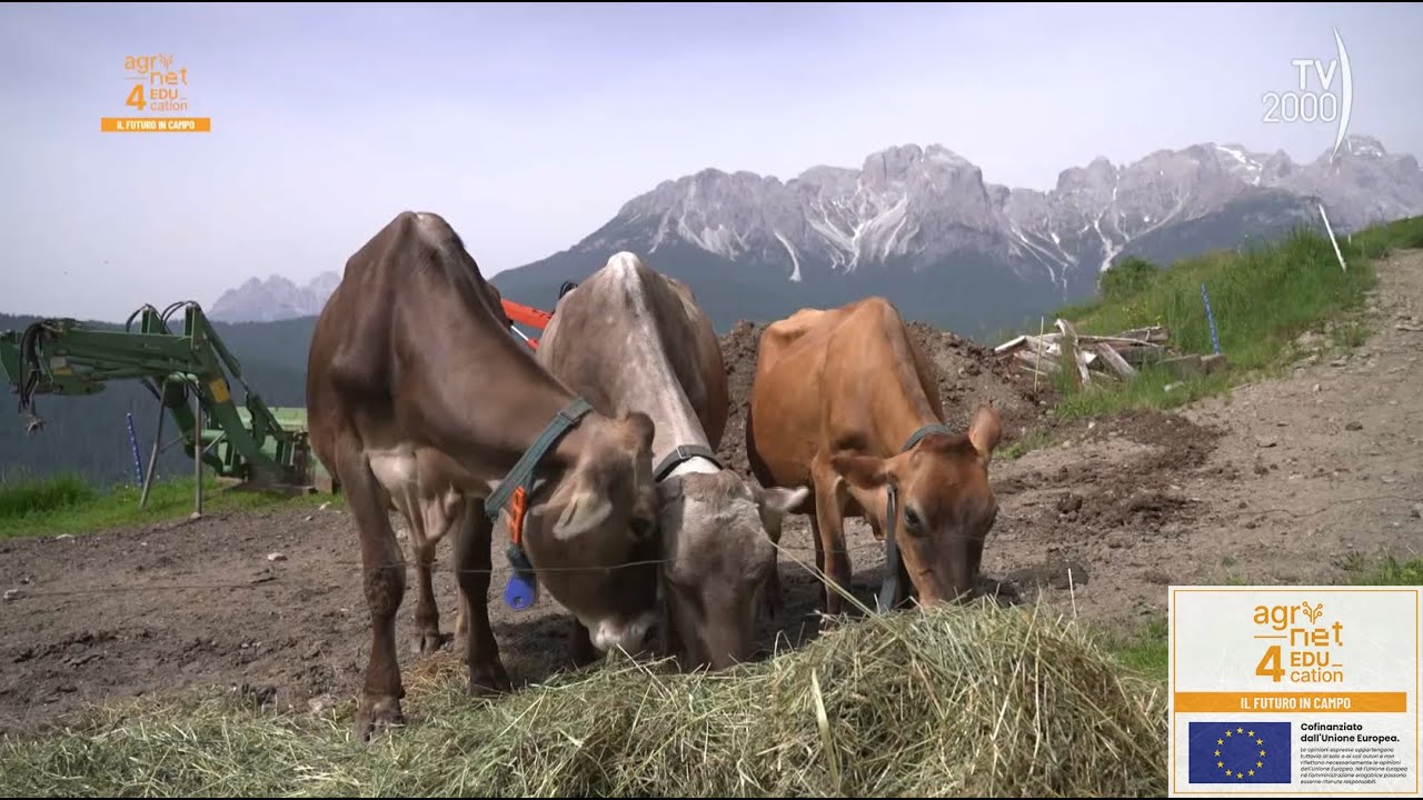 Agrinet4Edu, 15/7/2023 - Dalla Val Comelico, in equilibrio con i ritmi della natura