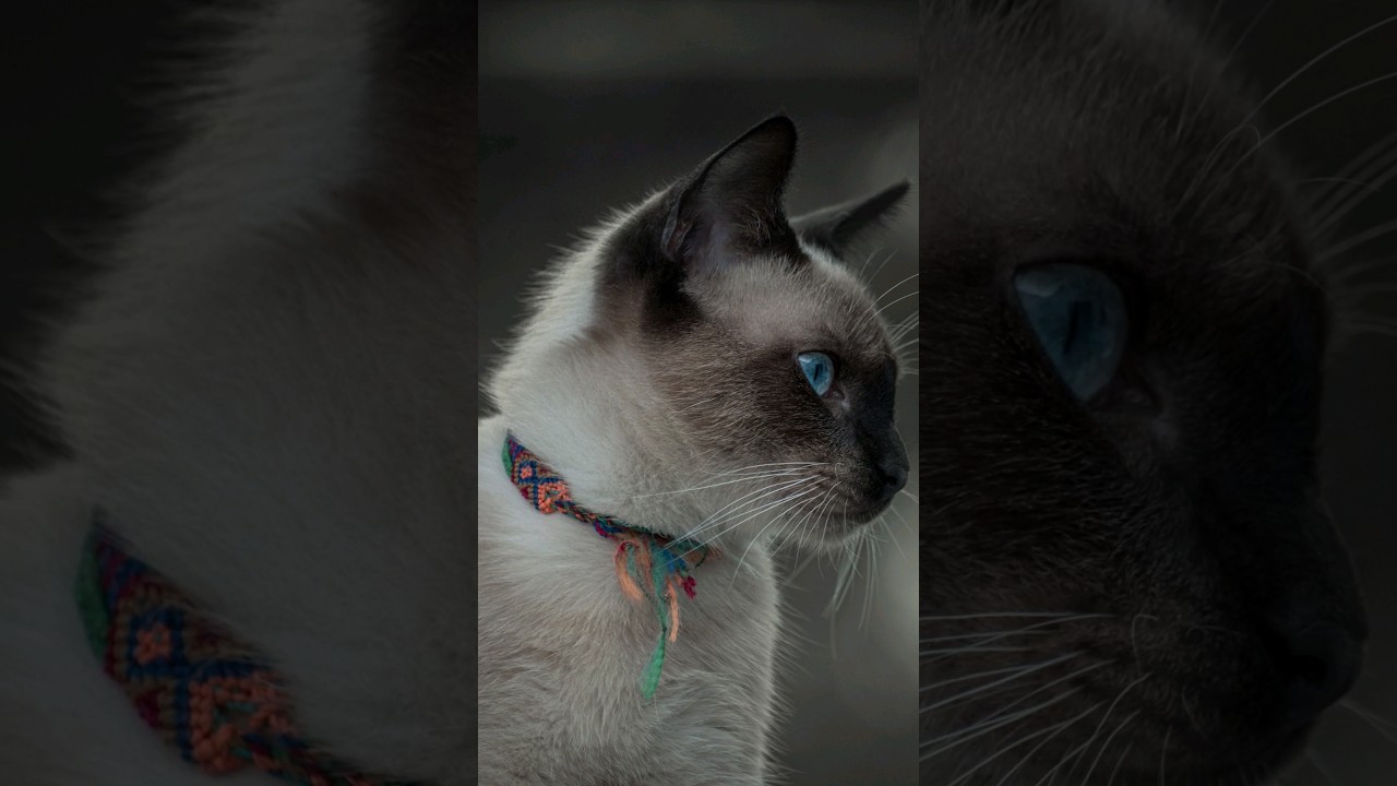 Top 10 Low-Shedding Cat Breeds #hairfall #shorts