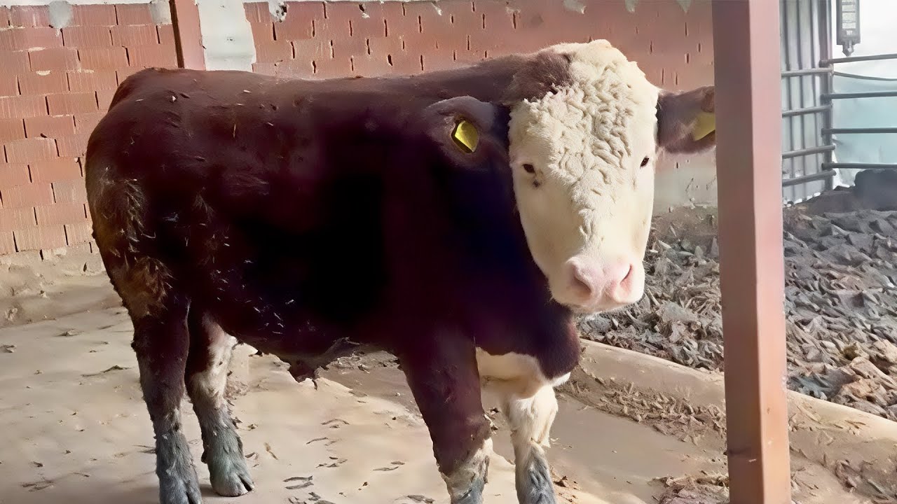Kıvırcık tohumluk dana fiyatı videoda