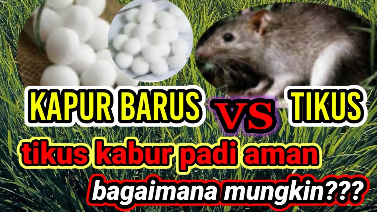 Cara ampuh mengusir tikus sawah|| padi aman hanya dengan kapur BARUS..