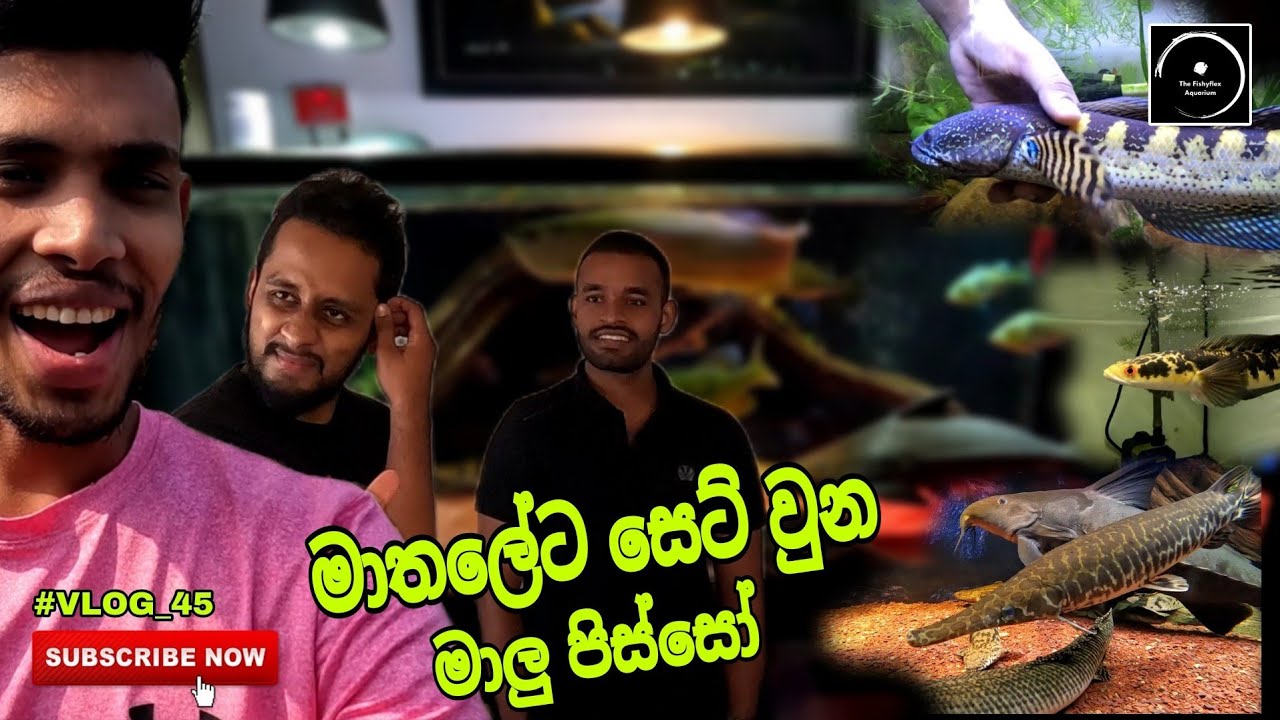 මාතලේට සෙට් වුන මාලු පිස්සෝ | Fish enthusiasts meetup in matale - #vlog45 | The Fishyflex