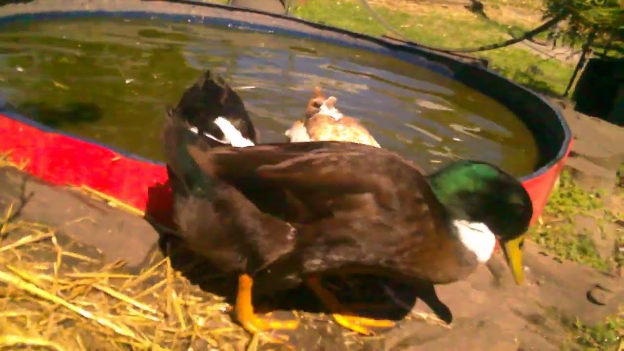 Ducklife ' Very Irish looking Cayugas & Clever Ducks swap out for me,  Autumns Lugh 2026 Aus