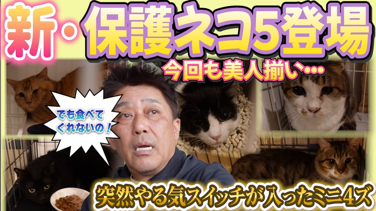 新入り5ニャンズの到着でバタバタな一日
