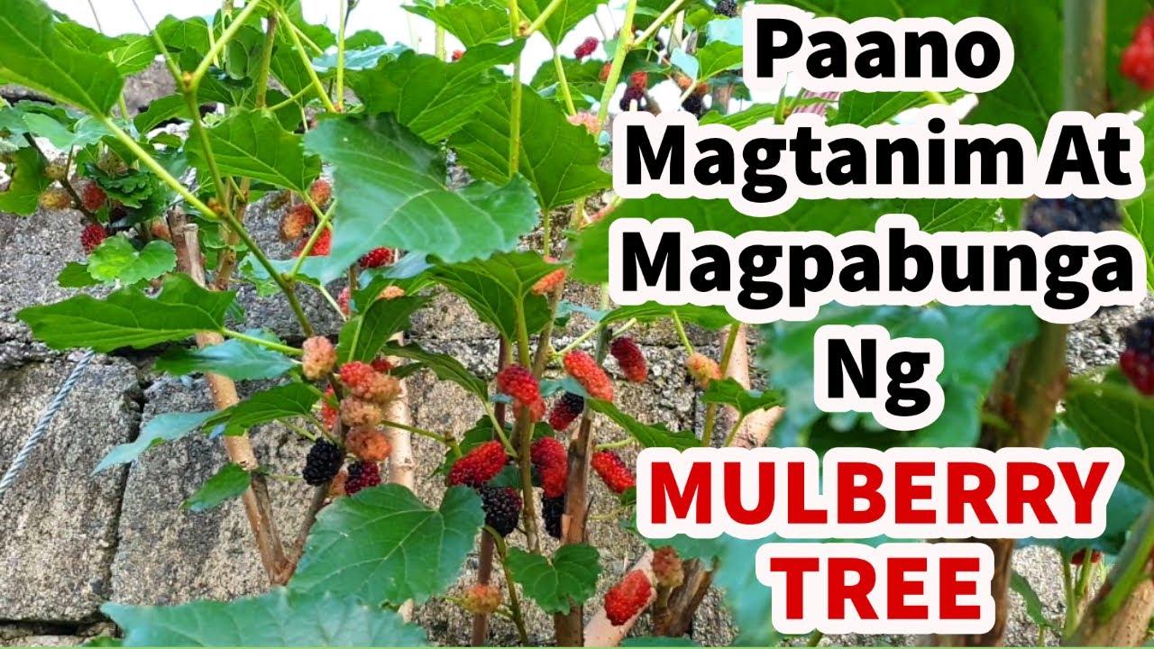 Paano Magtanim at Magpabunga ng Mulberry Tree | How to Grow Mulberry Trees from Cuttings
