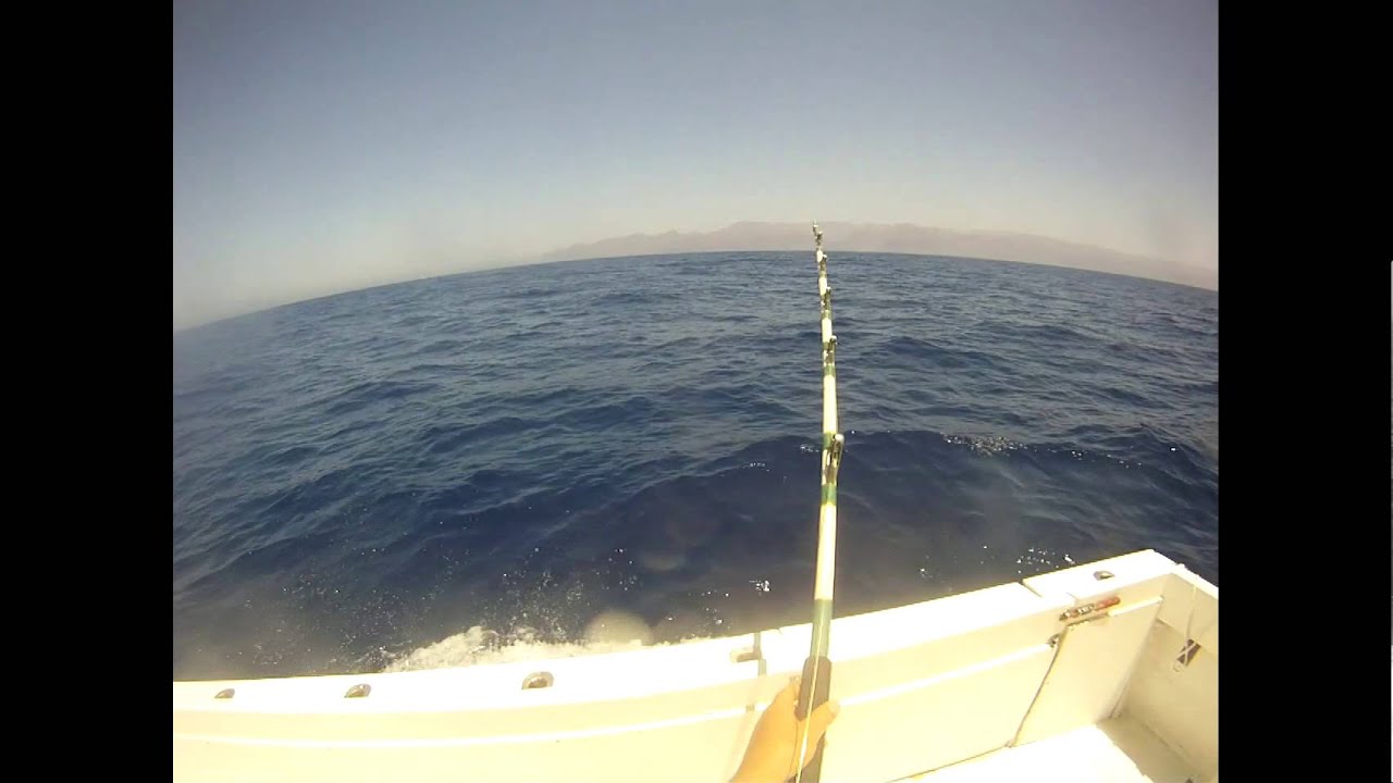 600lbs Blue Marlin strikes and goes mental on board dorado in Gran Canaria