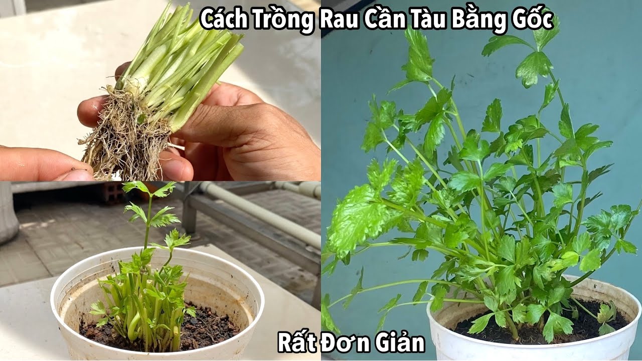 Cách Trồng Rau Cần Tàu Bằng Gốc Đơn Giản Nhất | Mẹo Vặt Cuộc Sống