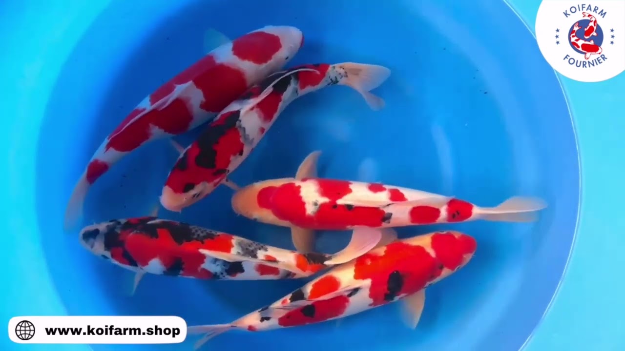 New Koi 2024