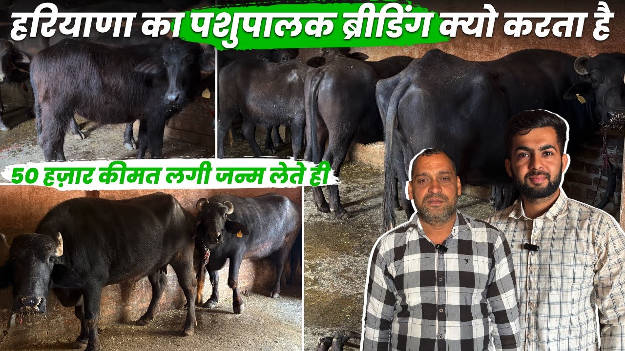 Murrah Buffalo से Breeding Lakho Kamai Breeding    कैसे शुरू हो Buffalo Business Plan 