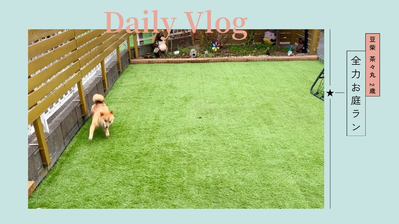【豆柴 茶々丸 2歳】ひさびさにお庭で全力ランする柴犬