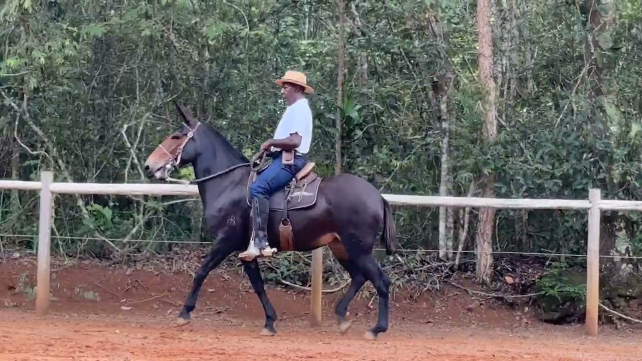 LOTE 11 ÓPERA DA LAGOA