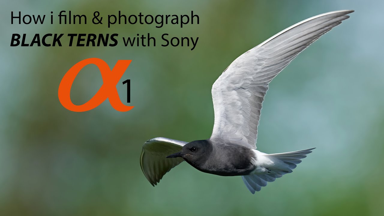 My tips to film and photograph the fascinating Black terns