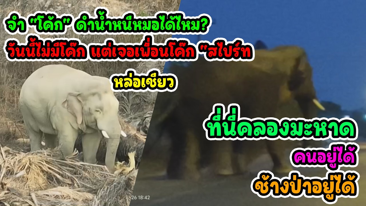 จากพื้นที่สีแดง สู่รอยยิ้ม คนอยู่ได้ ช้างอยู่รอด