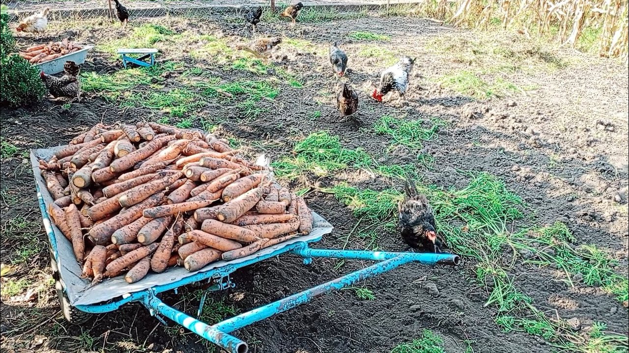 Коли копати моркву 🤯🥕🥕🥕