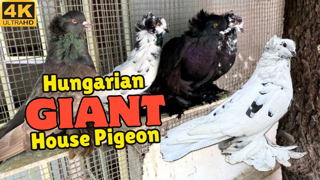 Beautiful Fancy Pigeon | Giant House Hungarian Pigeons | Fancy Pigeon Sale Video