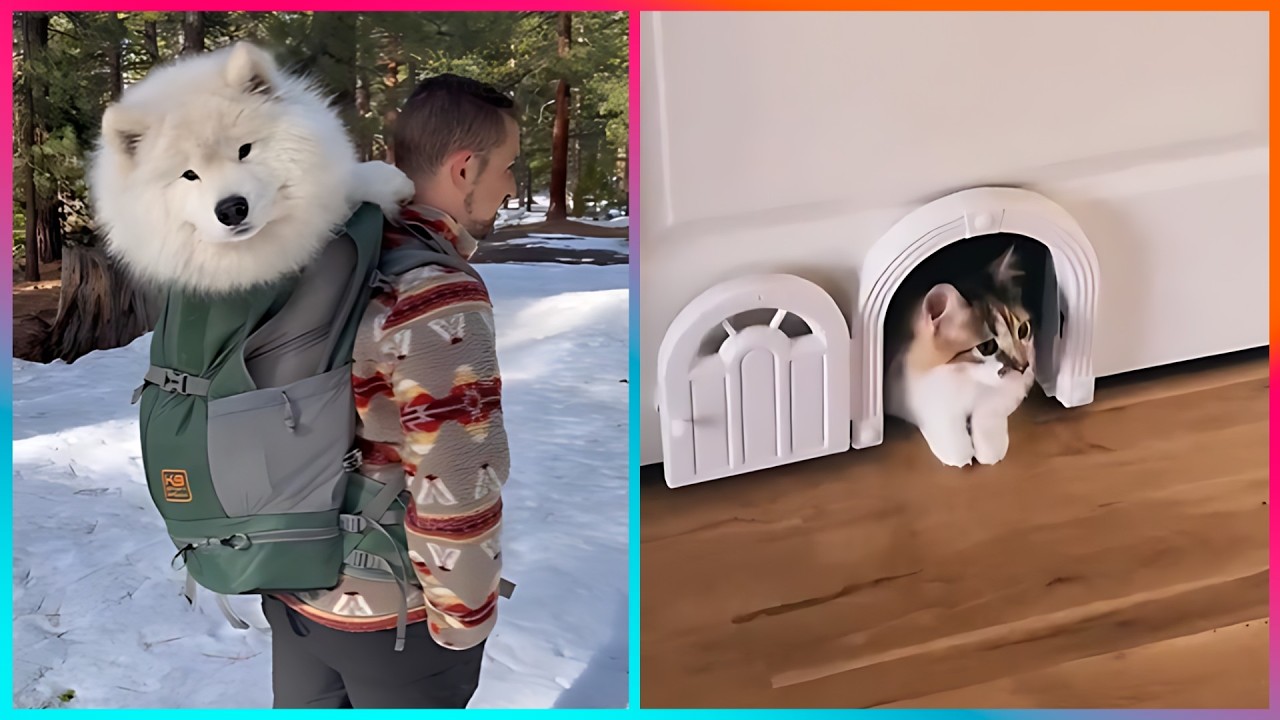 Креативные идеи, вдохновленные домашними животными, на другом уровне ▶ 3