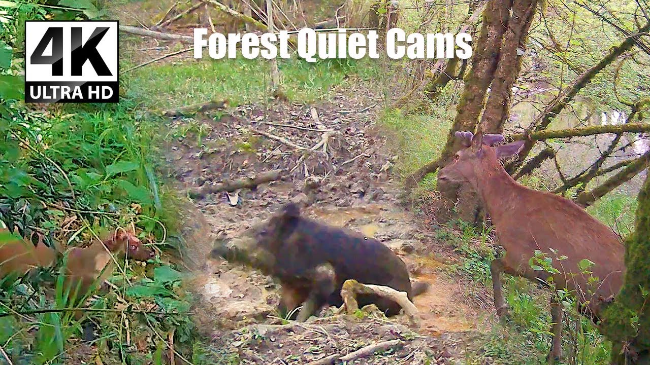 A Wild Night in the Forest | Unexpected Encounters After Dark