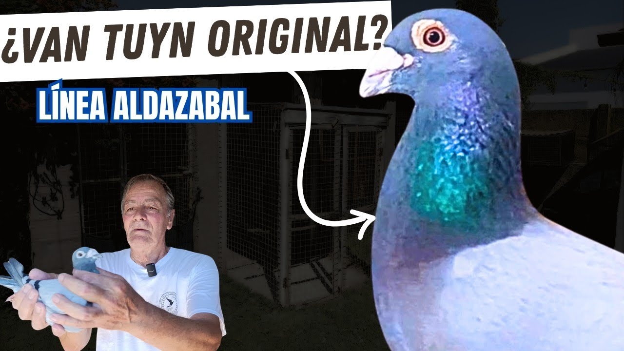 “Compró la Yunta Directa a Aldazabal – 50 Años Criando Esta Línea” Oscar Campanella 