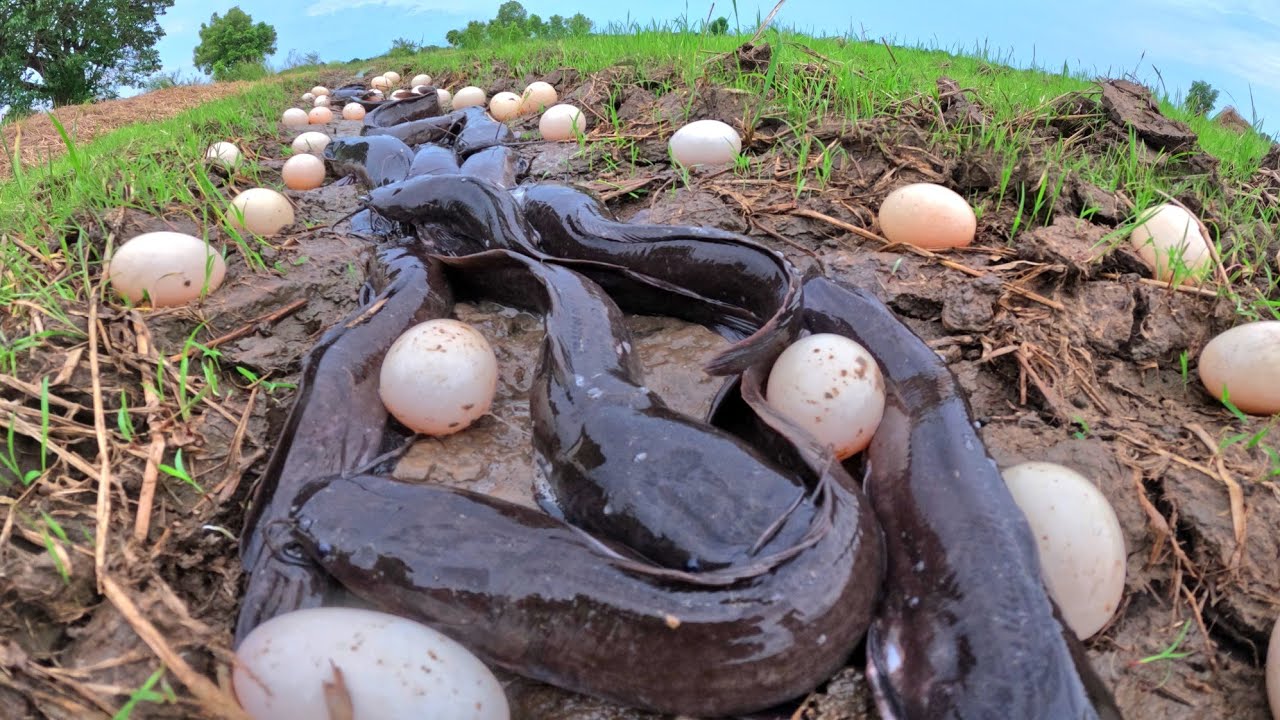 Top amazing Fishing, catch a lot of fish and pick duck eggs after the rain