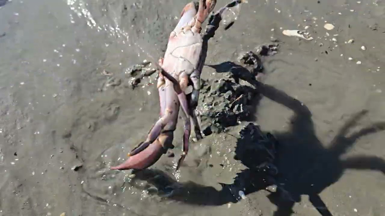 2026.02.19  crab 불거지 박하지 
