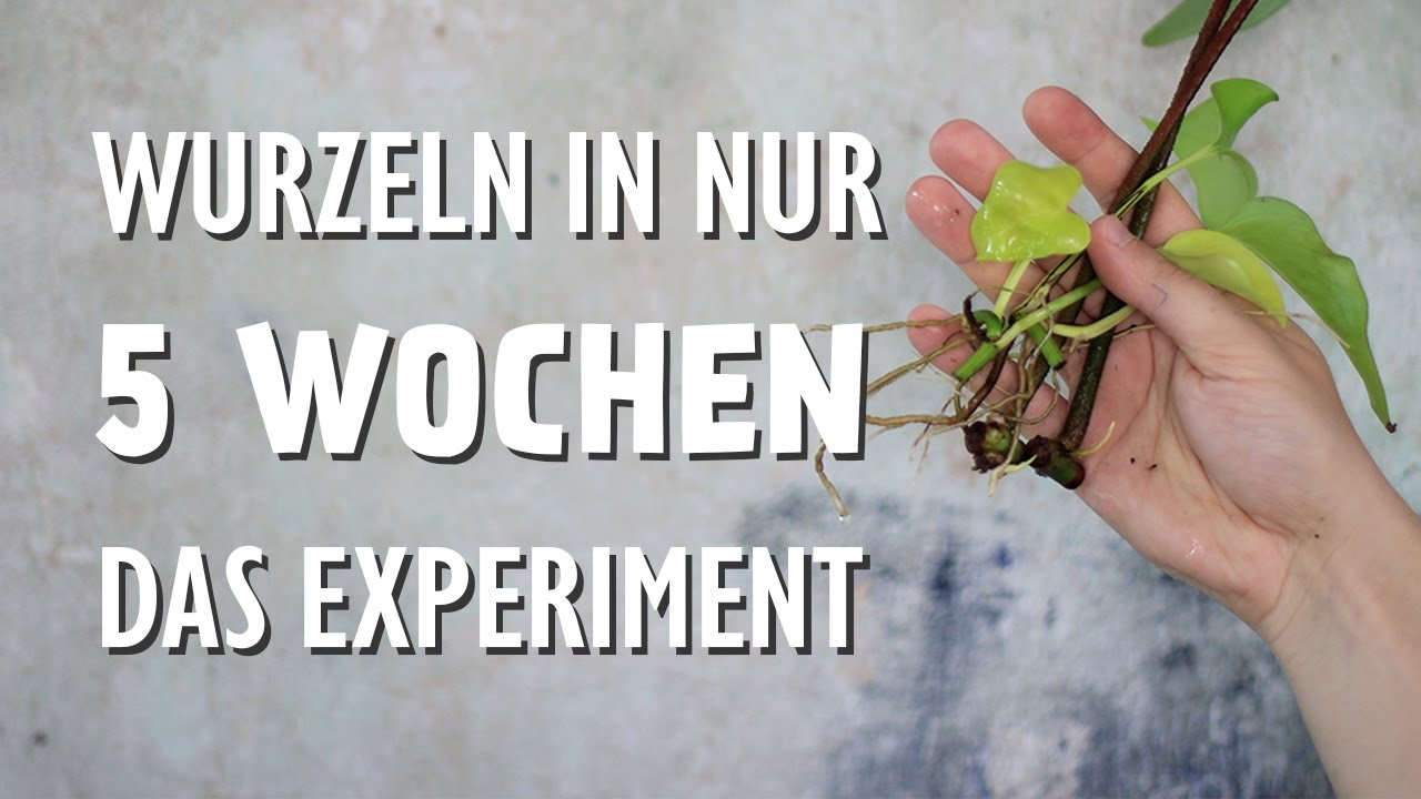Mit diesem Trick beschleunigst du die Bewurzelung von Stecklingen in Wasser (Das Experiment)