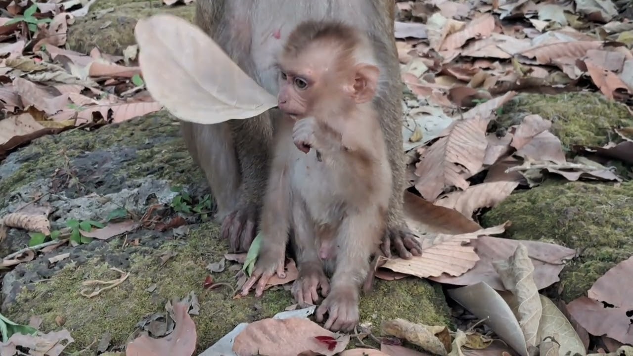 Baby Archie ! Orphan monkey boy | Amanda she alway caring this baby live this baby like her son 