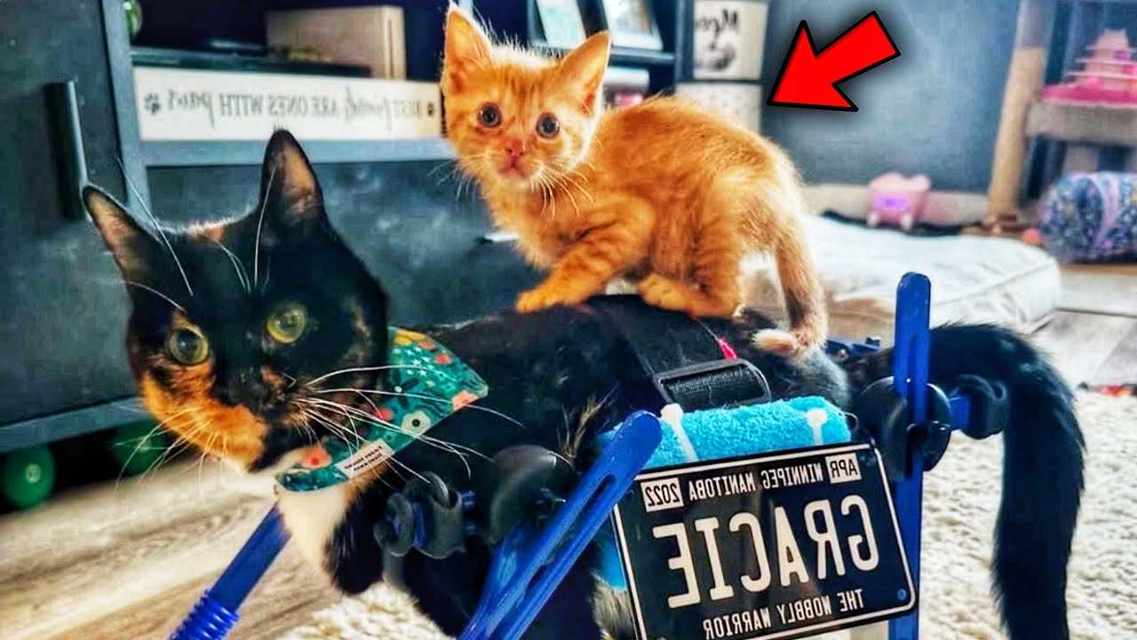 Paralyzed Cat Becomes a Mom to a Tiny Orphan Kitten! Now they inseparable